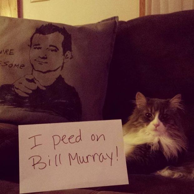 naughty cat